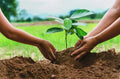 Plant a Tree